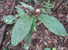 Goeppertia altissima