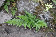 Asplenium adiantum-nigrum adiantum-nigrum