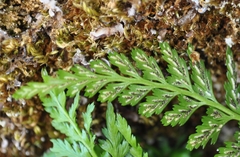 Asplenium adiantum-nigrum adiantum-nigrum