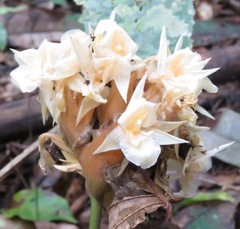 Goeppertia altissima