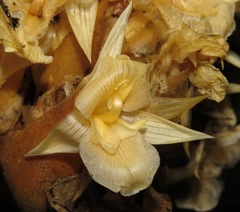 Goeppertia altissima