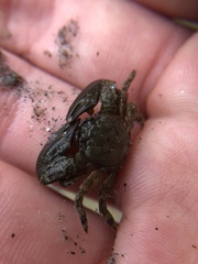 Petrolisthes cabrilloi
