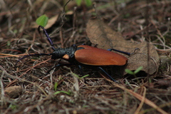 Oropyrodes maculicollis
