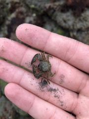 Petrolisthes cabrilloi
