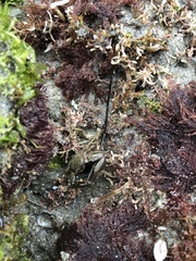Petrolisthes cabrilloi