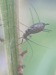 Uroleucon jaceae
