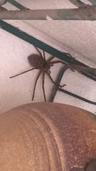 Heteropoda venatoria