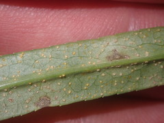 Coleosporium campanulae