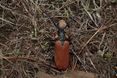 Oropyrodes maculicollis