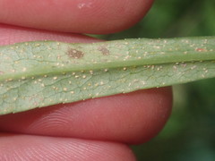 Coleosporium campanulae