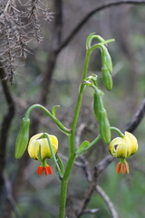 Lilium pyrenaicum