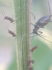 Uroleucon jaceae