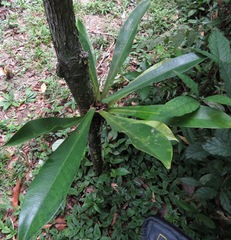 Calophyllaceae