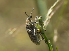 Leucomigus tesselatus
