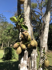 Artocarpus heterophyllus