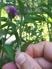 Uroleucon jaceae
