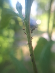 Uroleucon jaceae