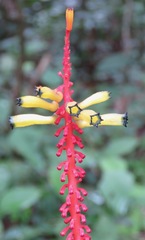 Palicourea subspicata