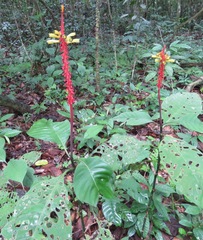 Palicourea subspicata