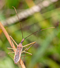 Zelus cervicalis
