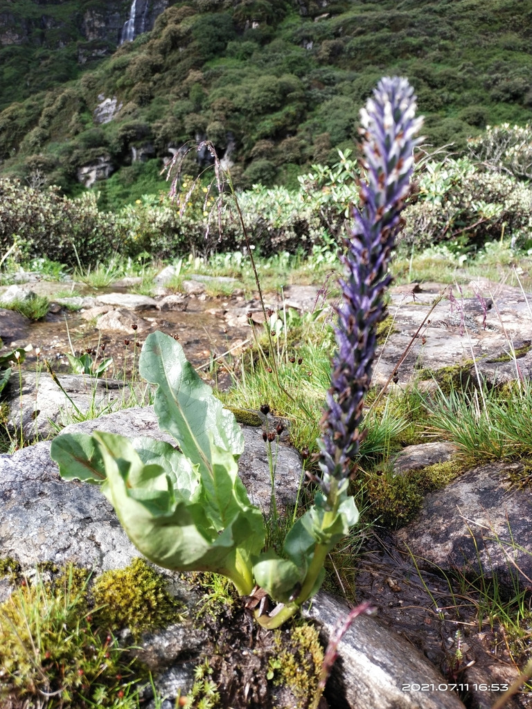 Lagotis crassifolia