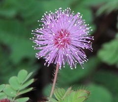 Mimosa skinneri