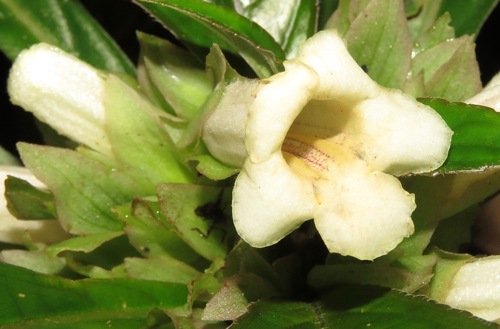 Nautilocalyx forgetii