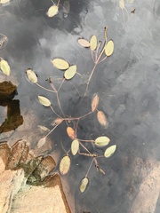 Potamogeton polygonifolius