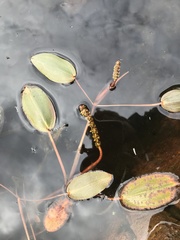 Potamogeton polygonifolius