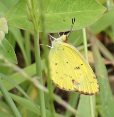 Pyrisitia lisa euterpe