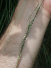 Bromopsis