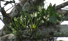 Prosthechea fragrans