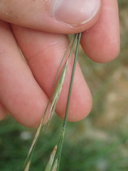 Bromopsis
