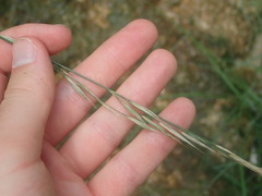 Bromopsis