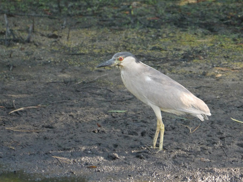 Black-crowned Night Heron photographed in Virginia
