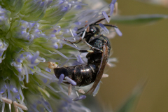 Hylaeus