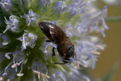 Hylaeus