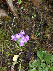 Primula primulina
