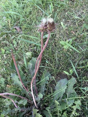 Taraxacum officinale