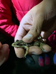 Lithobates neovolcanicus