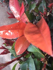 Magnoliopsida