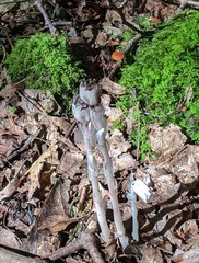 Marasmius sullivantii