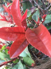 Magnoliopsida