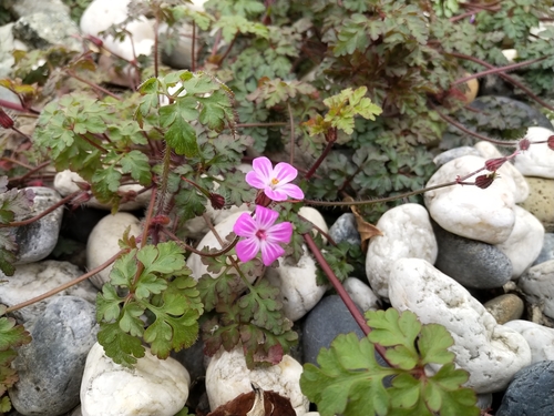 Herb Robert