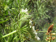 Odontura aspericauda