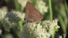 Satyrium auretorum