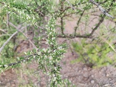 Aloysia gratissima