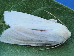 Copablepharon viridisparsa
