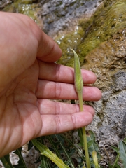 Oenothera flava