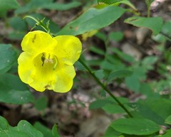 Aureolaria levigata
